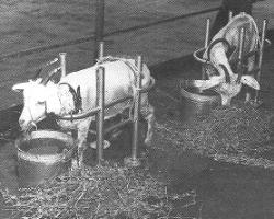 Crossroads_Able_Goats.jpg - Test animals were deliberately confined to the ships of Operation Crossroads. Goat #53, penned like this on the Nevada deck, died of radiation exposure two days after Able.