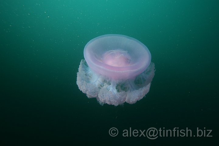 Kensho_Maru-128.JPG - Jellyfish passes by whilst on deco