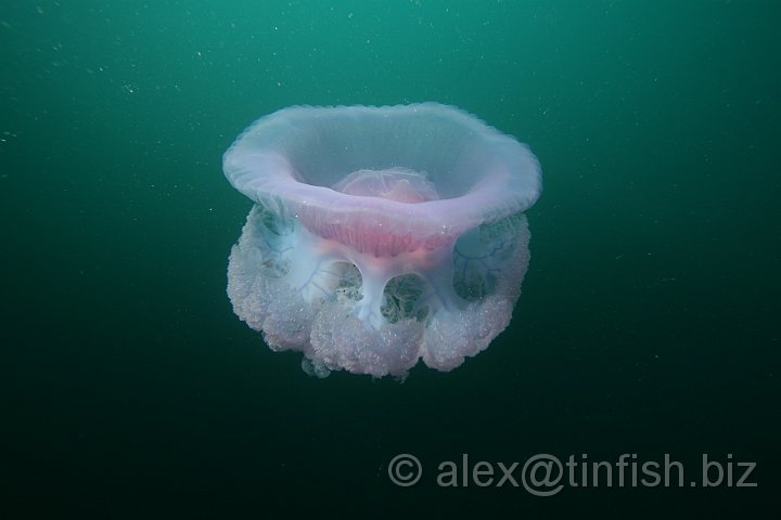 Kensho_Maru-129.JPG - Jellyfish passes by whilst on deco