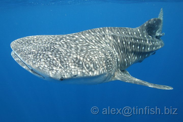 Whale_Shark-134.JPG - The whale shark is a live-bearer