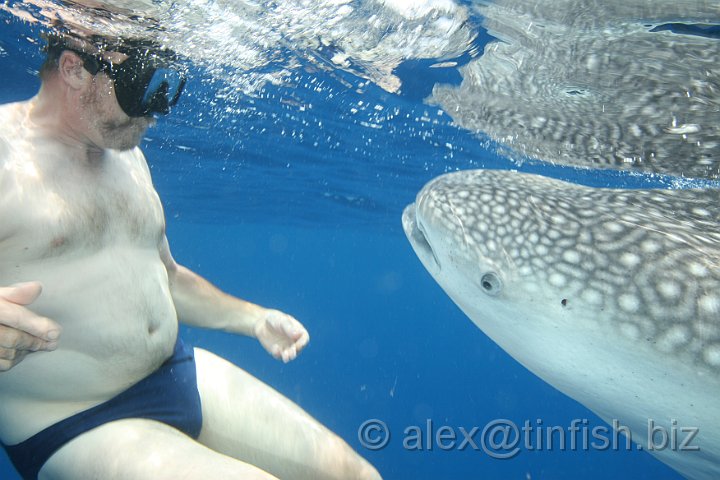 Whale_Shark-167.JPG - It is mostly seen on the surface were divers and snorkelers can swim with this gentle, curious creature