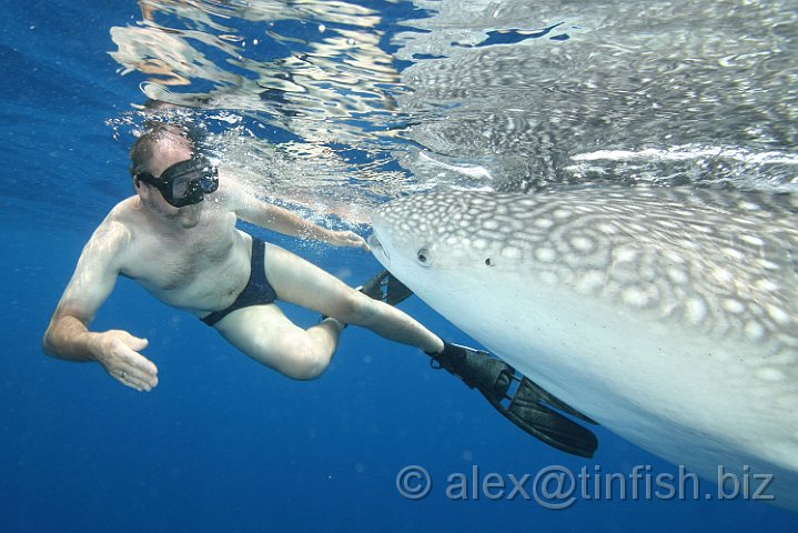 Whale_Shark-179.JPG - The many rows of teeth play no role in feeding