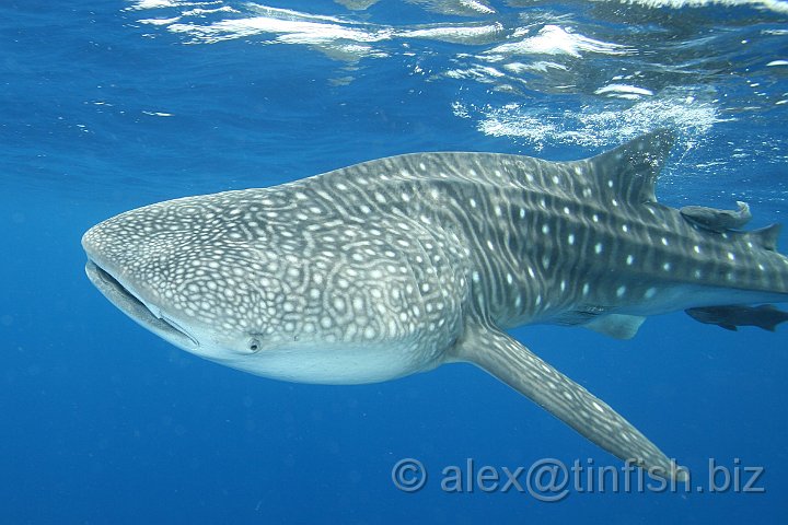 Whale_Shark-184.JPG - Instead, the shark sucks in a mouthful of water, closes its mouth and expels the water through its gills