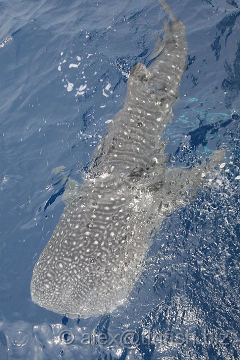 Whale_Shark-187.JPG - He spent the day swimming round and round the boat