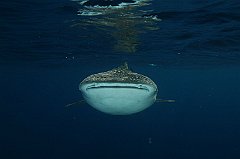 Whale_Shark-018
