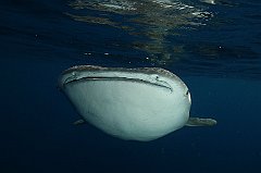 Whale_Shark-019