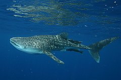 Whale_Shark-056