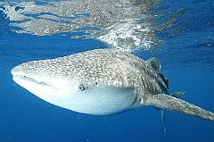Whale_Shark-118