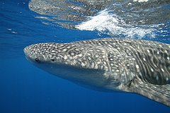 Whale_Shark-119