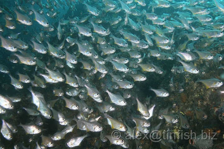 South_West_Rocks_Feb10-020.JPG - Shoal of bullseye fish