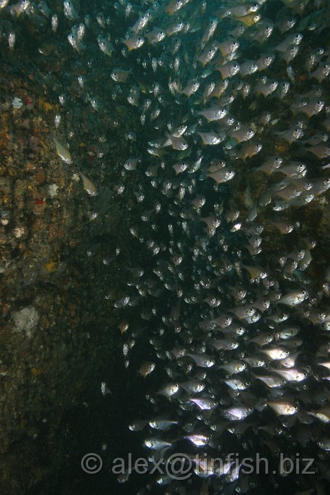 South_West_Rocks_Feb10-021.JPG - Shoal of bullseye fish by the entrance to the tunnel