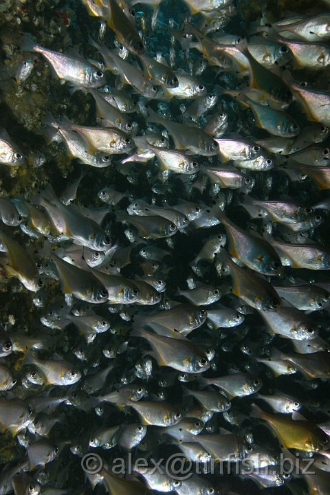 South_West_Rocks_Feb10-026.JPG - Shoal of bullseye fish