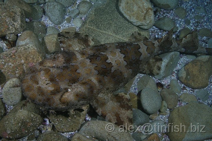 South_West_Rocks_Feb10-039.JPG - Wobbegong is the common name given to the 11 species of carpet sharks in the family Orectolobidae.