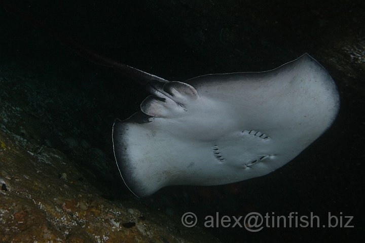 South_West_Rocks_Feb10-048.JPG - Bull ray glides overhead in the tunnel