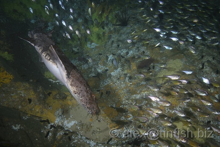 South_West_Rocks_Feb10-057.JPG - Wobbegong chasing a shoal of bullseye fish