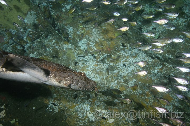 South_West_Rocks_Feb10-058.JPG - Wobbegong chasing a shoal of bullseye fish