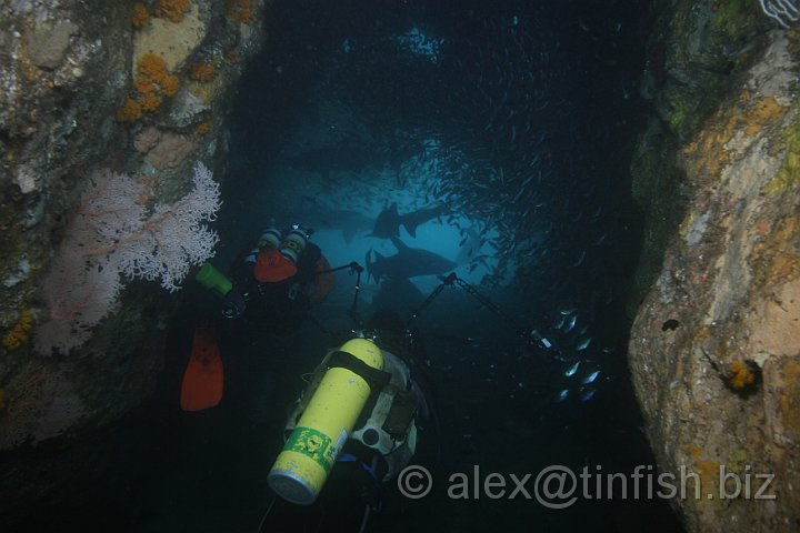 South_West_Rocks_Feb10-061.JPG - Maz & Rich sneak up on the exit to the tunnel amongst the waiting Grey Nurse sharks