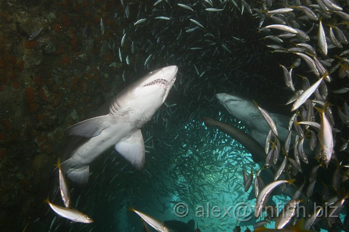 South_West_Rocks_Feb10-083.JPG - Shark and fish soup