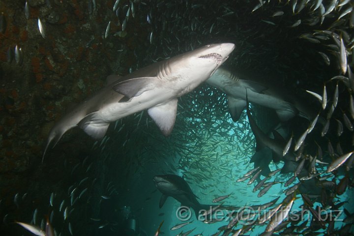 South_West_Rocks_Feb10-084.JPG - Shark and fish soup