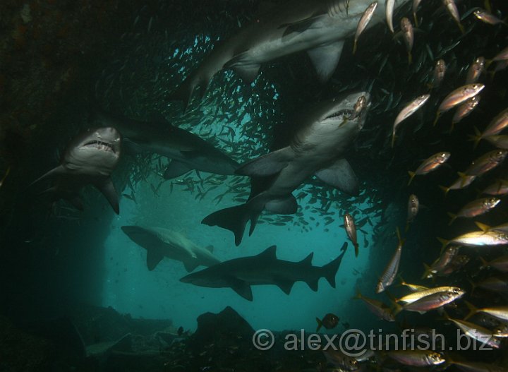 South_West_Rocks_Feb10-097.JPG - The Sharks liked the warmer water in the shallow entrance of the cave.. sharks after my own liking!