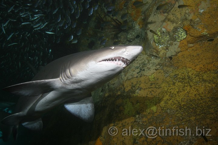 South_West_Rocks_Feb10-102.JPG - Despite a fearsome appearance and strong swimming abilities, it is a relatively placid and slow moving animal. It is considered not aggressive unless provoked