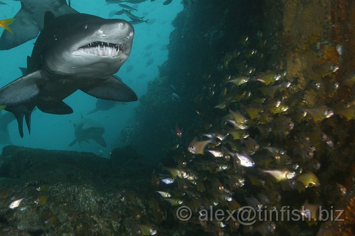 South_West_Rocks_Feb10-125.JPG - Greynurse Sharks feed on fishes, which are pierced with the sharp teeth