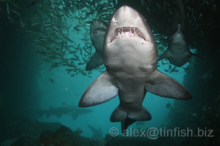 South_West_Rocks_Feb10-127.JPG - The Greynurse is a distinctive fish which is usually grey-brown on top and a dusky white underneath