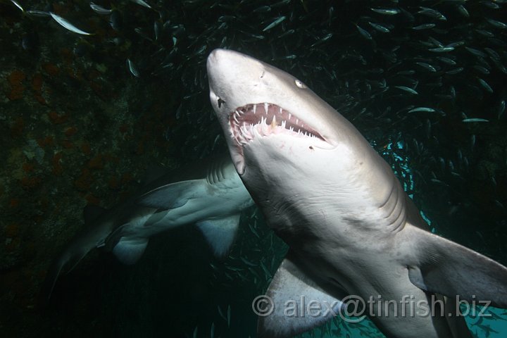 South_West_Rocks_Feb10-130.JPG - The Greynurse is a distinctive fish which is usually grey-brown on top and a dusky white underneath