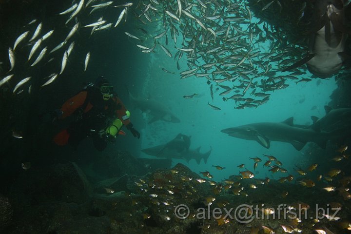 South_West_Rocks_Feb10-140.JPG - Maz trying to not look like shark bait