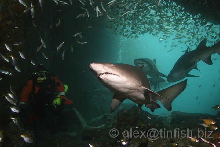 South_West_Rocks_Feb10-144.JPG - Maz trying to not look like shark bait