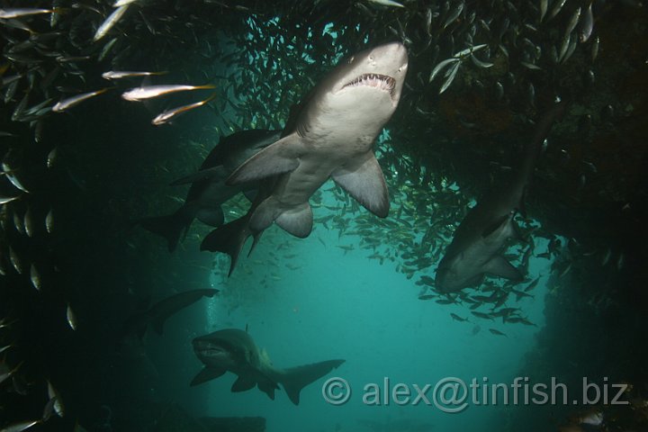 South_West_Rocks_Feb10-152.JPG - During the day they exhibit sluggish behavior, becoming more active during the night