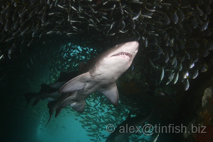 South_West_Rocks_Feb10-153.JPG - During the day they exhibit sluggish behavior, becoming more active during the night