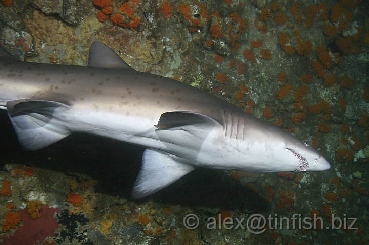 South_West_Rocks_Feb10-155.JPG - The Greynurse is a distinctive fish which is usually grey-brown on top and a dusky white underneath