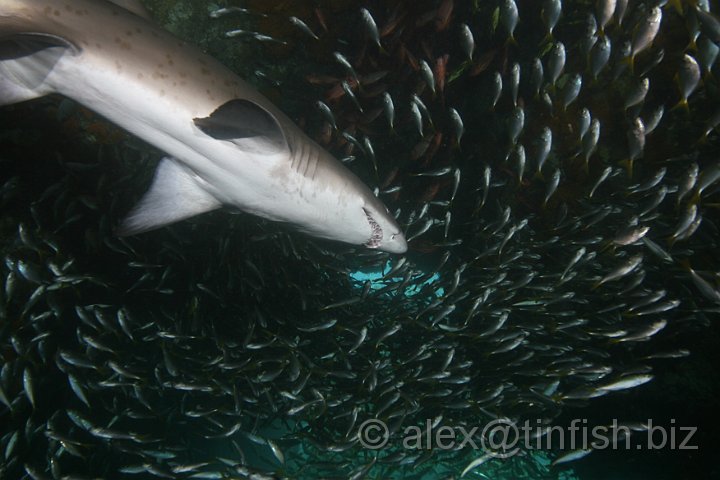 South_West_Rocks_Feb10-157.JPG - Greynurse Sharks feed on fishes, which are pierced with the sharp teeth