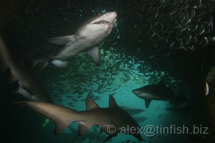 South_West_Rocks_Feb10-171.JPG - While it is commonly reported that grey nurse sharks are harmless, data compiled by ISAF records 76 attacks on humans, of which 29 have been classified as unprovoked