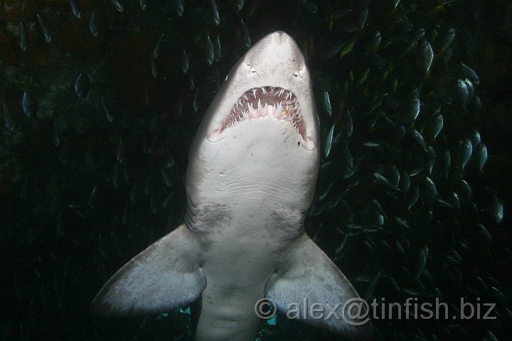 South_West_Rocks_Feb10-173.JPG - While it is commonly reported that grey nurse sharks are harmless, data compiled by ISAF records 76 attacks on humans, of which 29 have been classified as unprovoked