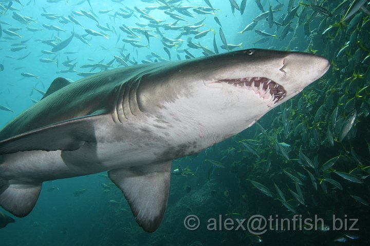 South_West_Rocks_Feb10-227.JPG - Female sharks have two uteruses. Inside the uterus the young sharks develop and eat each other until there are only two young left, one in each of the uteri