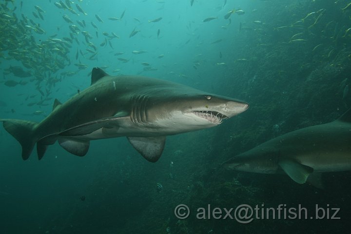 South_West_Rocks_Feb10-230.JPG - Female sharks have two uteruses. Inside the uterus the young sharks develop and eat each other until there are only two young left, one in each of the uteri