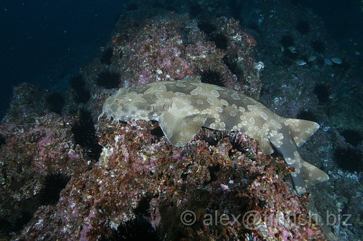 South_West_Rocks_Feb10-239.JPG - Wobbegongs are bottom-dwelling sharks and spend much of their time resting on the sea floor.