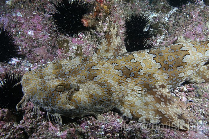 South_West_Rocks_Feb10-268.JPG - Wobbegongs have bitten people who accidentally step on them in shallow water; they may also bite scuba divers or snorkellers who poke or touch them