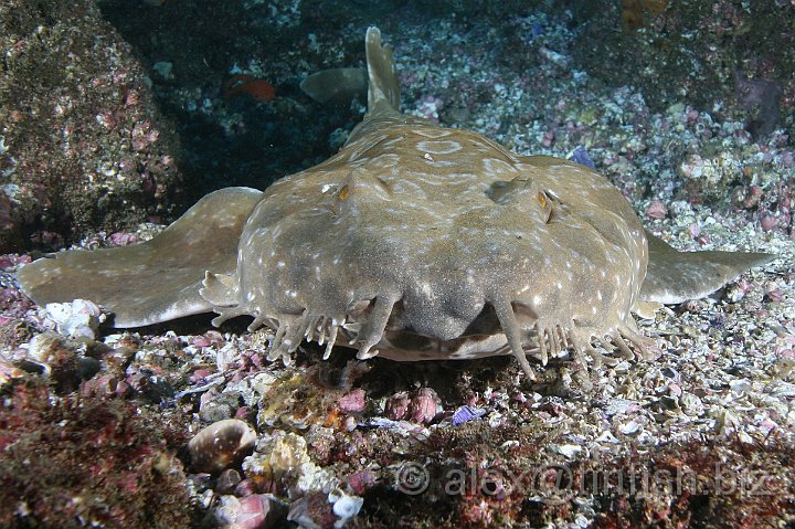 South_West_Rocks_Feb10-293.JPG - The camouflage is improved by the presence of small weed like whiskers lobes surrounding the wobbegong's jaw, which it uses to entice and catch fish