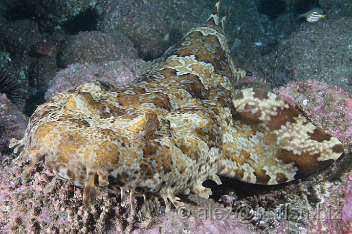 South_West_Rocks_Feb10-324.JPG - Wobbegongs are well camouflaged with a symmetrical pattern of bold markings which resembles a carpet