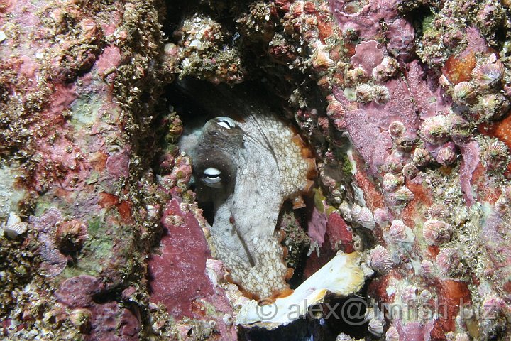 South_West_Rocks_Feb10-343.JPG - Octopus hiding in the crack of a rock