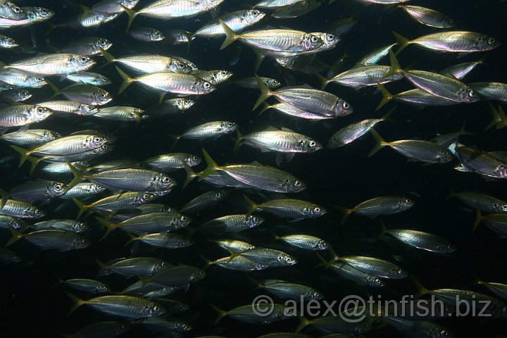 South_West_Rocks_Feb10-363.JPG - Shoaling fish