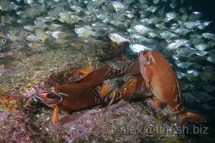 South_West_Rocks_Feb10-369.JPG - Fish rock lives up to it's name