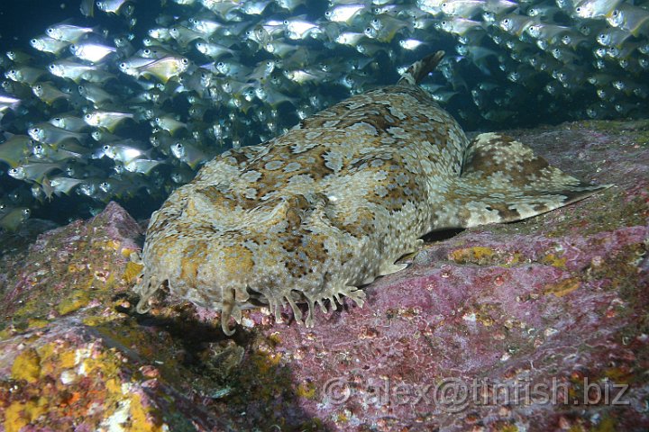 South_West_Rocks_Feb10-378.JPG - Wobbegongs are generally not dangerous unless they are provoked