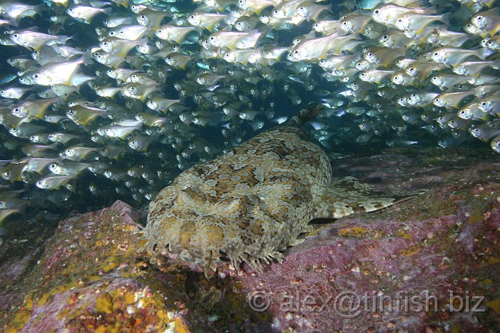 South_West_Rocks_Feb10-384.JPG - Bullseye fish blisfully unawre of the stealth Wobbegong shark