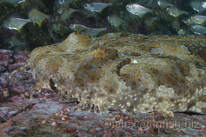 South_West_Rocks_Feb10-412.JPG - Wobbegong have many small but sharp teeth and their bite can be severe, even through a wetsuit