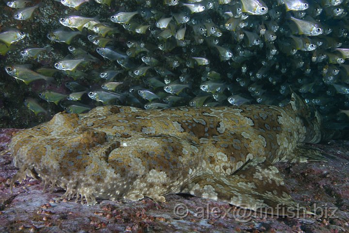 South_West_Rocks_Feb10-419.JPG - Wobbegongs make use of their relative invisibility to hide among rocks and catch smaller fish which swim too close, typical of ambush predators