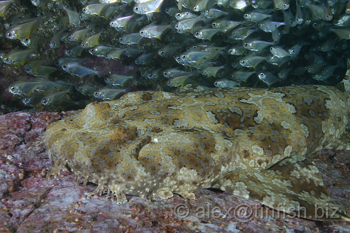 South_West_Rocks_Feb10-437.JPG - Bullseye fish blisfully unawre of the stealth Wobbegong shark